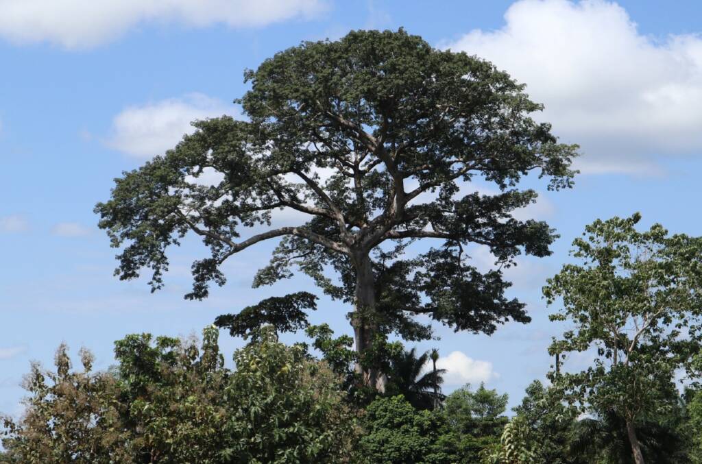 Cotton Tree